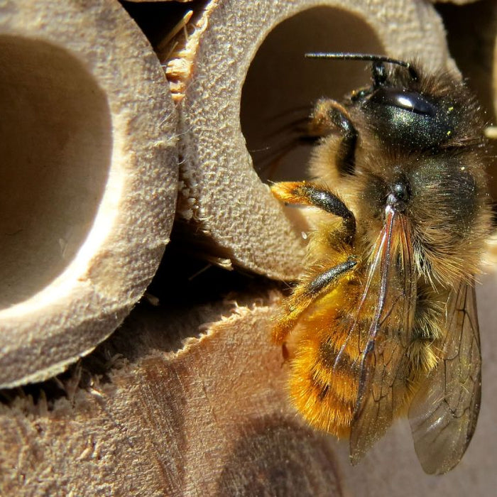 Why you should have a bee hotel in your garden